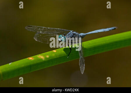 Tough Skimmer (Orthetrum brachiale), male, often confused with Bold Skimmer (Orthetrum stemmale), Seychelles Skimmer (Orthetrum stemmale wrightii) Stock Photo