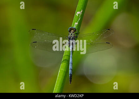 Tough Skimmer (Orthetrum brachiale), young male, often confused with Bold Skimmer (Orthetrum stemmale), Seychelles Skimmer (O.stemmale wrightii) Stock Photo