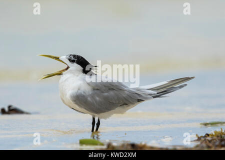 Great Crested Tern, Swift Tern (Thalasseus bergii thalassinus), non-breeding plumage Stock Photo