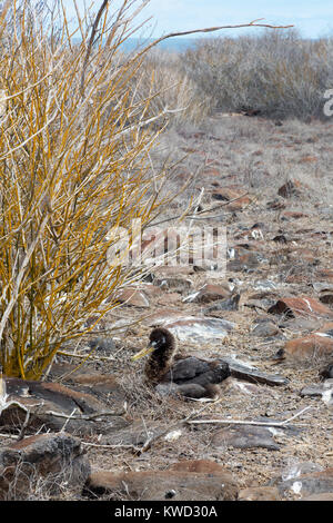 Galapagos Albatross chick ( Waved albatross, Phoebastria irrorata ) in rocky nest on the ground, Espanola, galapagos Islands, Ecuador South America Stock Photo