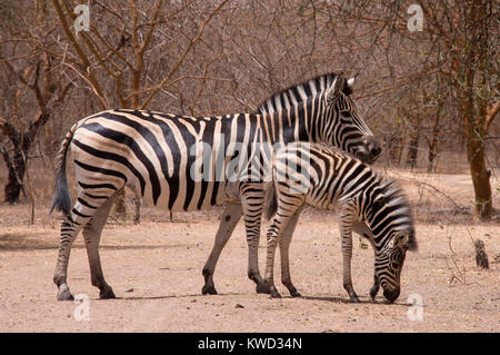 Zebras in the interior of the Bandia Natural Reserve, Senegal Stock Photo