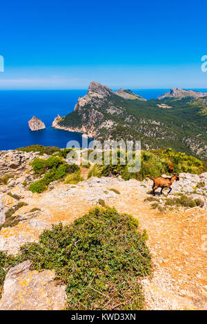 Wild Goats at the Formentor Peninsula in Mallorca Spain Stock Photo