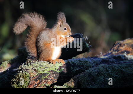 Red Squirrel feeding on log in early morning light Stock Photo