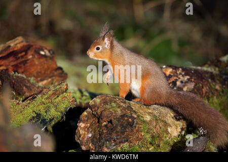 Red Squirrel Drey Stock Photo - Alamy