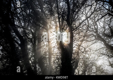sunlight through thicket in devon lane,haze, fog, smog, murk, cloud, cloudiness, mistiness, scotch mist, haar, vapour, drizzle, spray Stock Photo