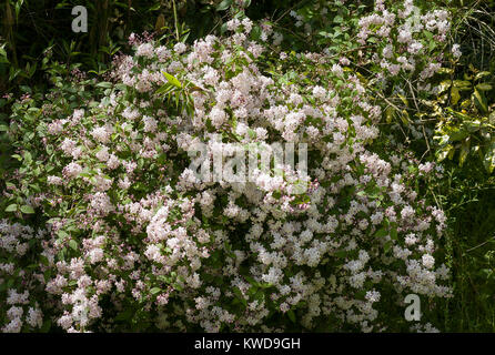 Floriferous Deutzia x elegantissima Rosealind flowering in June in an English garden in Wiltshire England UK Stock Photo