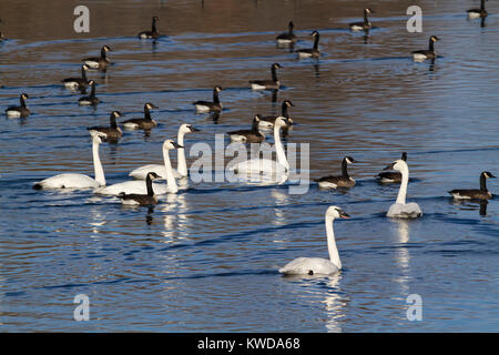 Mixed Flock Trumpeter Swans And Canada Geese During Winter Migration