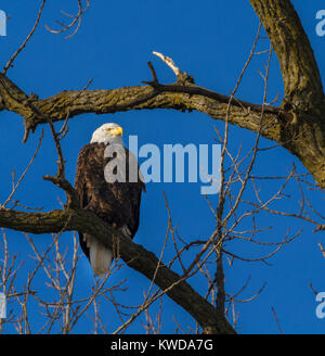 The bald eagle (Haliaeetus leucocephalus) is perching on the branch Stock Photo
