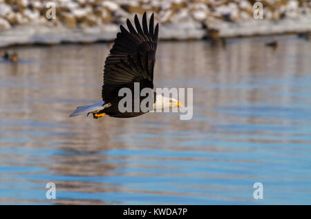 Bald Eagle In Flight With Tainy Fish Stock Photo