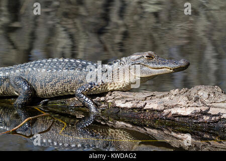 Young alligator taking of sun bath Stock Photo