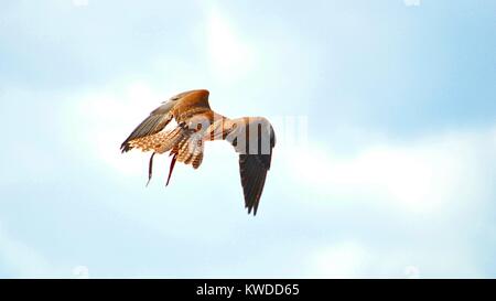 Saker Falcon or Peregrine Falcon Flying isolated on the blue sky during an exhibition of falconry, in Terra Natura Murcia, Spain Stock Photo