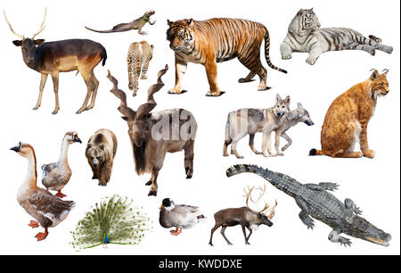 collection of different birds, mammals and reptiles from asia isolated on white background Stock Photo