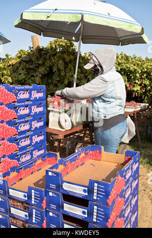 Worker packaging harvested seedless 'Crimson' table grapes, Vitis vinifera. Stock Photo