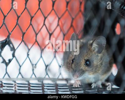 A frightened mouse inside a live catch trap Stock Photo