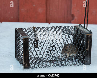 A live catch trap with a wood mouse, Apodemus sylvaticus, inside. Standing on a white table with a red wall behind. Stock Photo