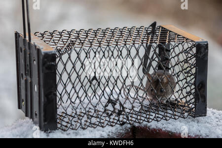 A Wood Mouse, Apodemus sylvaticus, in a live catch trap, standing outdoors in the snow Stock Photo