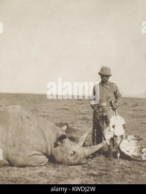 Theodore Roosevelt holding a dead bustard and standing next to a dead rhinoceros. Aug.-Dec. 1909 during the Smithsonian–Roosevelt African Expedition (BSLOC 2017 8 8) Stock Photo