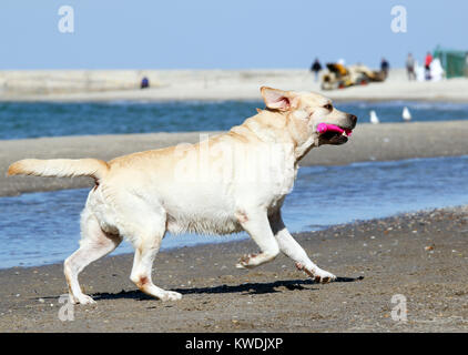 the yellow labradors running to the sea in summer Stock Photo