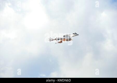 Blad Eagle flying blue sky on exhibition of falconry in Terra Natura Murcia, Spain Stock Photo