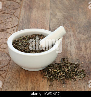 Cleavers leaf herb used in alternative herbal medicine to increase urinary flow and relieve fluid retention, heals skin conditions including psoriasis Stock Photo