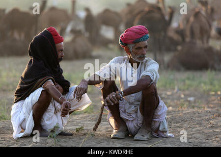 Scene at Pushkar Camel Fair, senior traders sitting in front of camels, talking and smoking, Pushkar, Ajmer, Rajasthan, India Stock Photo
