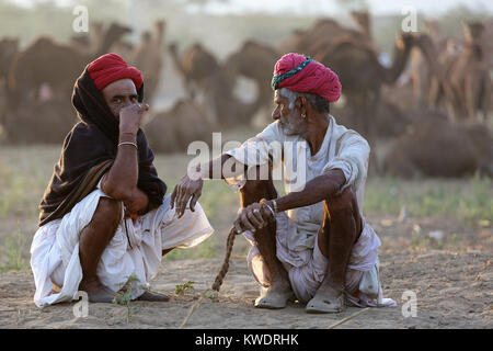 Scene at Pushkar Camel Fair, senior traders sitting in front of camels, talking and smoking, Pushkar, Ajmer, Rajasthan, India Stock Photo