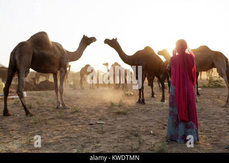 Scene at Pushkar Camel Fair, indian woman in sari talking on cell phone in front of herd of camels, rear, at the end of trading day, Rajasthan, India Stock Photo