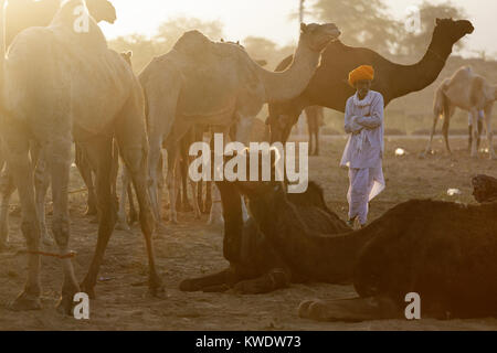 Scene at Pushkar Camel Fair, men trader standing among his camels on the morning of trading day, Rajasthan, India Stock Photo