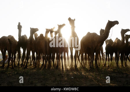 Scene at Pushkar Camel Fair, herd of camels, back light, morning, Pushkar, Rajasthan, India Stock Photo