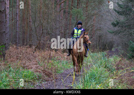 Women riding horses through Broxbourne Woods on public footpath, UK, Winter Stock Photo