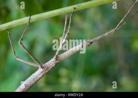 Strong Stick Insect (Anchiale briareus) adult female in foliage. Close up. Daintree. Queensland. Australia. Stock Photo