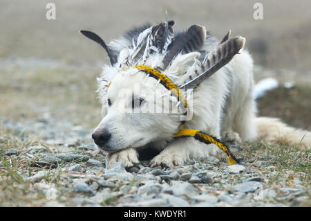 sad dog in the original headdress Stock Photo