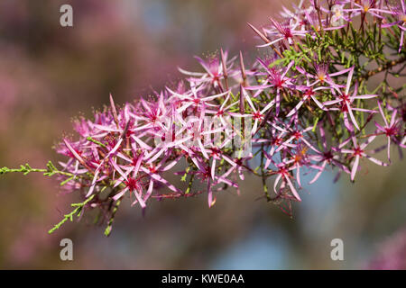 Turkey Bush (Calytrix exstipulata) in flower.  July 2011. Berry Springs. Northern Territory. Australia. Stock Photo