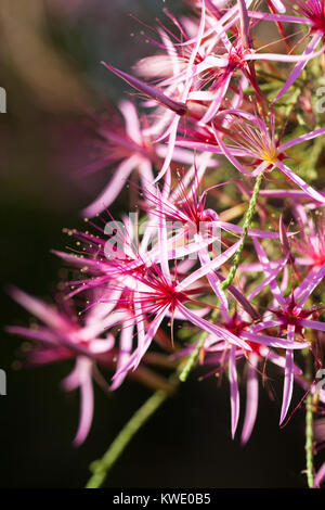 Turkey Bush (Calytrix exstipulata). Close up in flower. Berry Springs. Northern Territory. Australia. Stock Photo