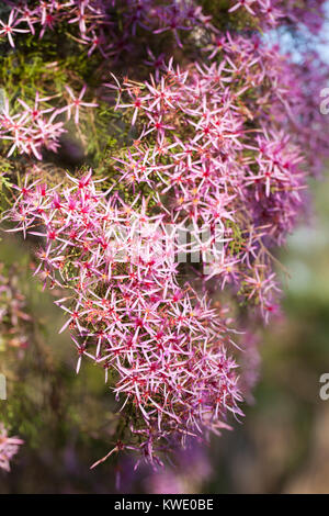 Turkey Bush (Calytrix exstipulata) in flower. Berry Springs. Northern Territory. Australia. Stock Photo