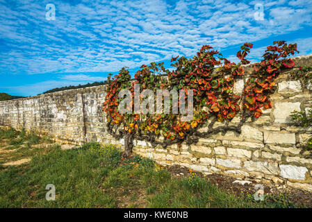 Old vine in the autumn colors, Burgundy, France Stock Photo