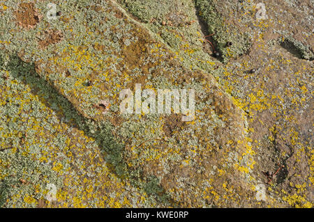 lichens growing on a rock Stock Photo