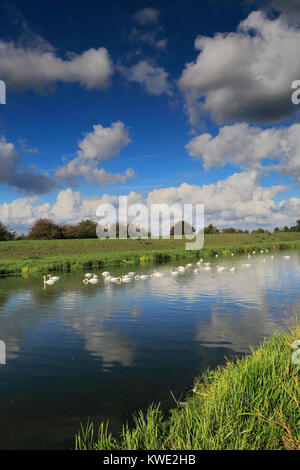 Mute swans on the river Welland near Crowland town, Lincolnshire; England, UK Stock Photo