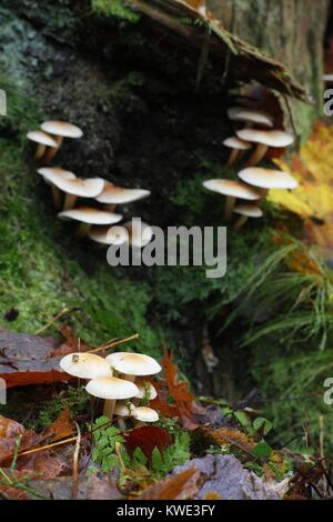 Conifer tuft mushroom, Hypholoma capnoides, wild edible mushroom from Finland Stock Photo