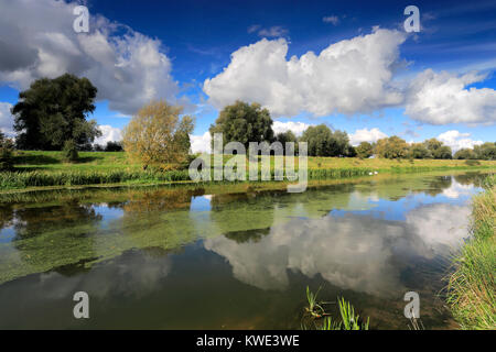 Mute swans on the river Welland near Crowland town, Lincolnshire; England, UK Stock Photo