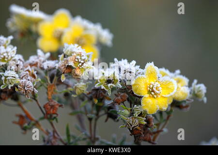 Frosty flowers of shrubby cinquefoil Stock Photo