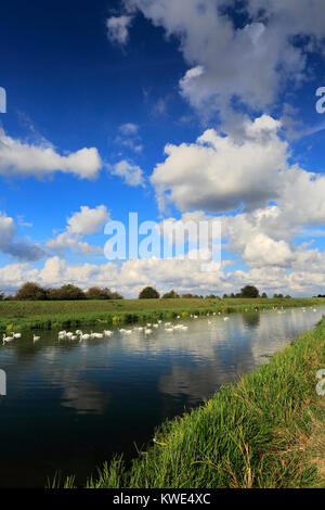 Mute swans on the river Welland near Crowland town, Lincolnshire; England, UK Stock Photo