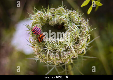 beautiful flowers on the Mediterranean island of Elba Stock Photo