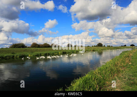 Mute swans on the river Welland near Crowland town, Lincolnshire; England, UK Stock Photo