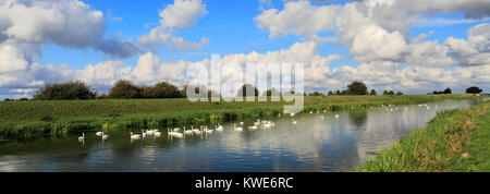 Mute swans on the river Welland near Crowland town, Lincolnshire; England, UK Stock Photo