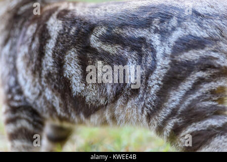 Kitten of a scottish straight cat Stock Photo