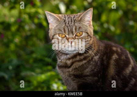 Kitten of a scottish straight cat Stock Photo