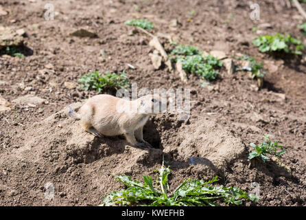 Cynomys ludovicianus. Black-tailed prairie dog in captivity. Stock Photo