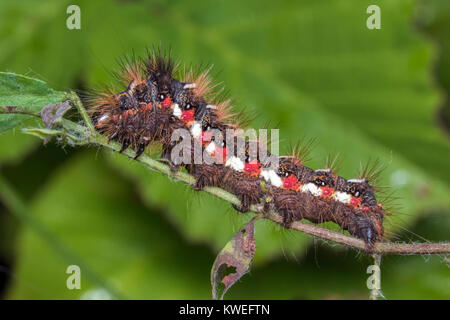 Knot Grass moth caterpillar (Acronicta rumicis) walking along a plant stem. Cahir, Tipperary, Ireland.
