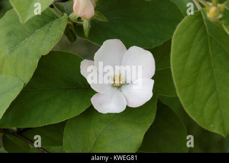 Cydonia oblonga blossom. Stock Photo